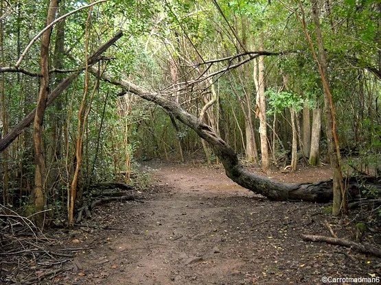 sentier ile maurice