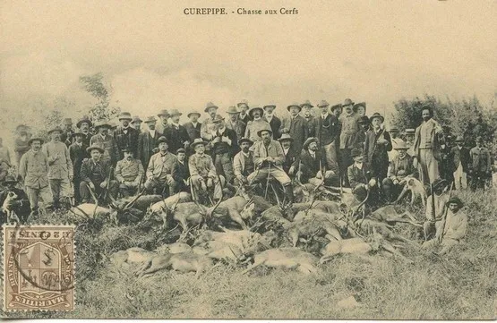 curepipe chasse