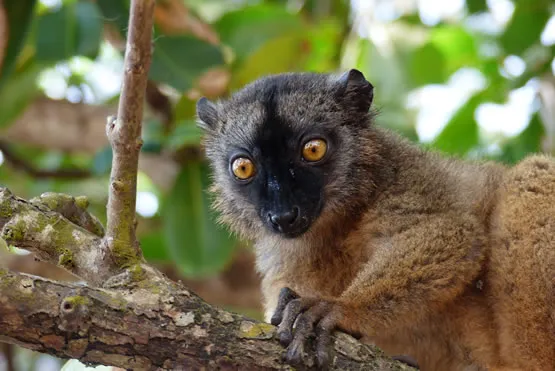 Un maki de Mayotte