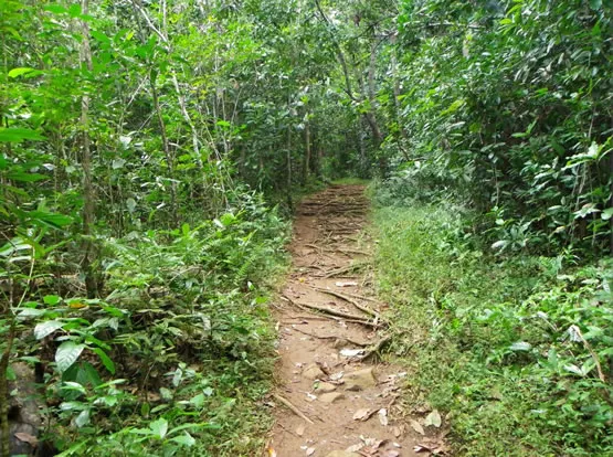 Sentier ers le Mont Choungui