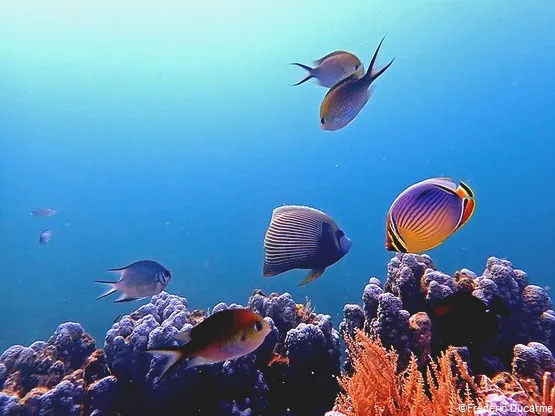 poissons de Mayotte