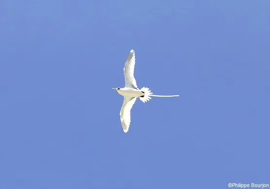 oiseau paille en queue