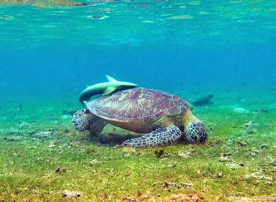 Tortues Mayotte