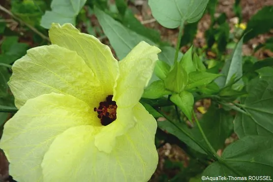 hibiscus comores