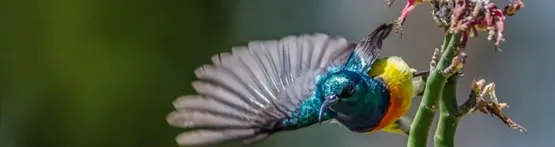 Un oiseau à Mayotte