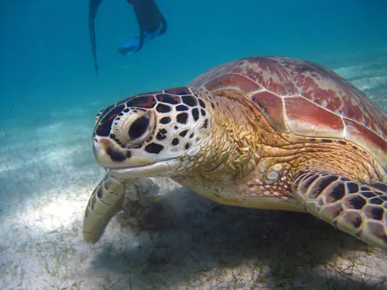 Une tortue dans les eaux de Mayotte