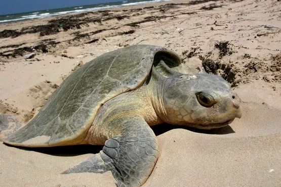 tortue ponte mayotte