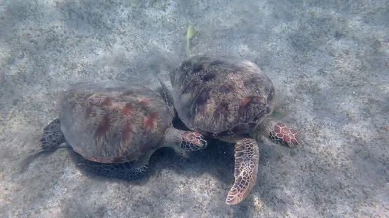 tortues mayotte