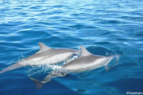 dauphins mayotte