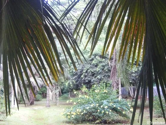 jardin botanique coconi