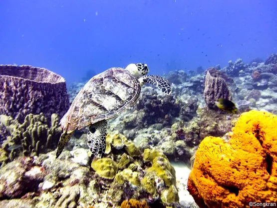 Réserve Cousteau dans les antilles françaises