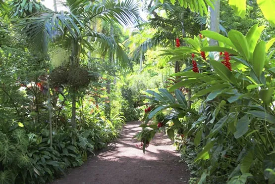 Voyage dans le jardin merveilleux des épices