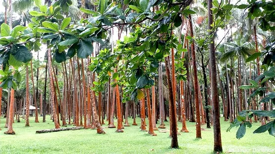 forêt anse des cascades