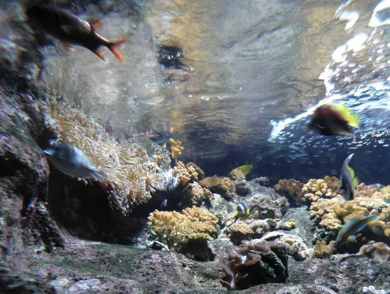 Aquarium de St-Gilles - Sortir avec bébé à la Réunion - En famille