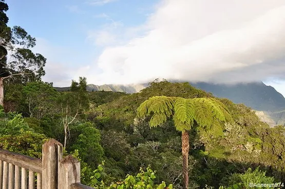 foret la réunion