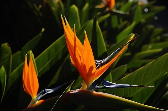 fleur oiseau de paradis