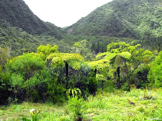 foret de bebour