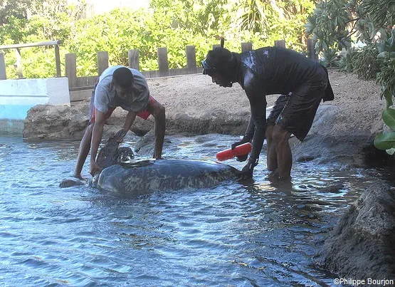 soins tortues kelonia