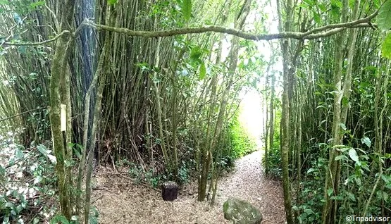 labyrinthe en champ thé