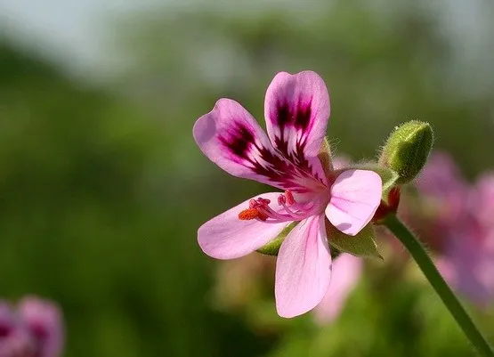 géranium à la réunion