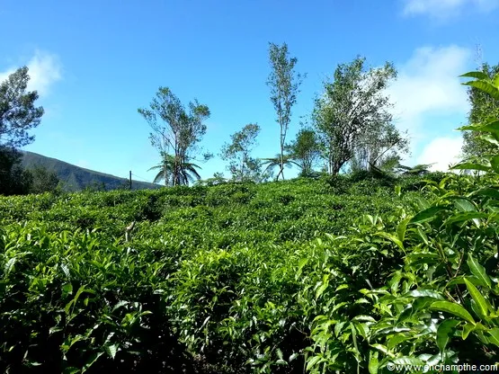 vue sur la réunion