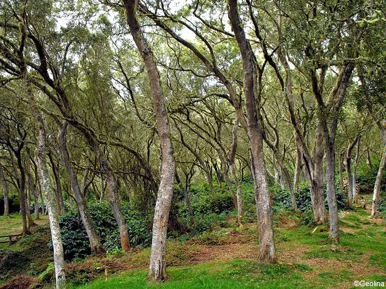foret tamarins