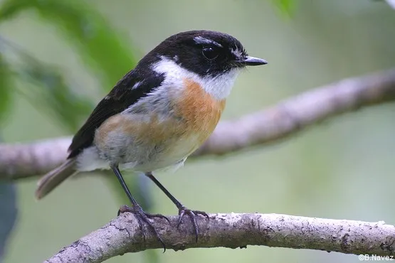 oiseau mare longue