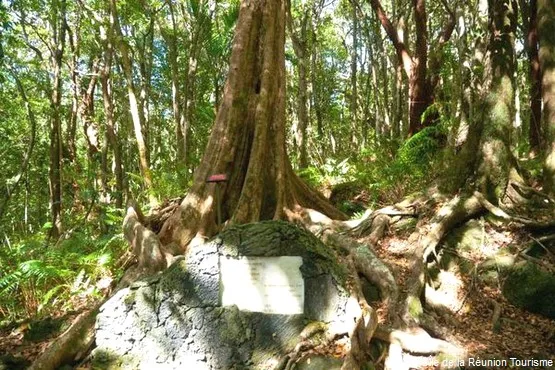 théresien cadet la réunion