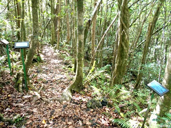sentier botanique de Mare Longue