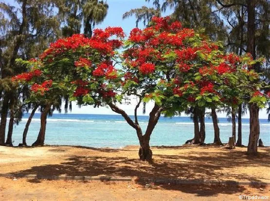 flamboyant la réunion