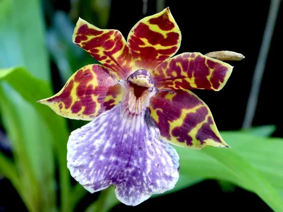 orchidée la reunion