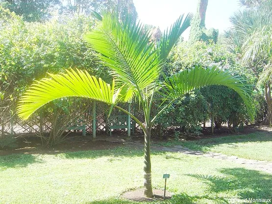 jardin d'eden saint gilles les bains