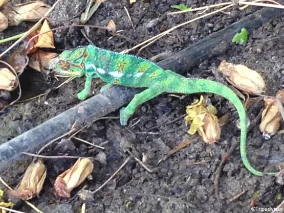 caméléon saint gilles les bains