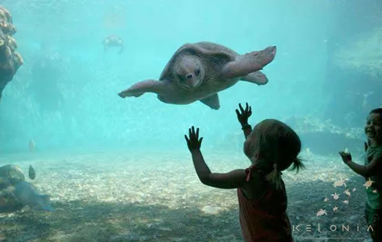 Kélonia, l’observatoire des tortues marines