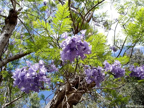 fleurs la réunion