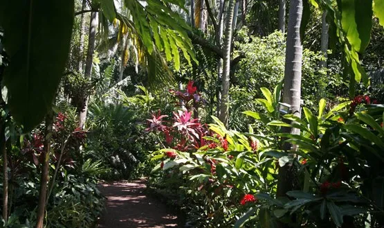 jardin la réunion