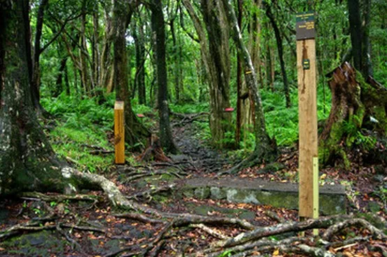 foret Mare longue la reunion