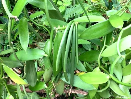 vanille la réunion