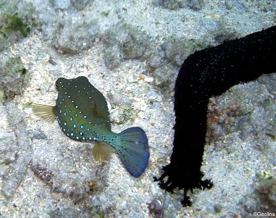 snorkeling à la Réunion