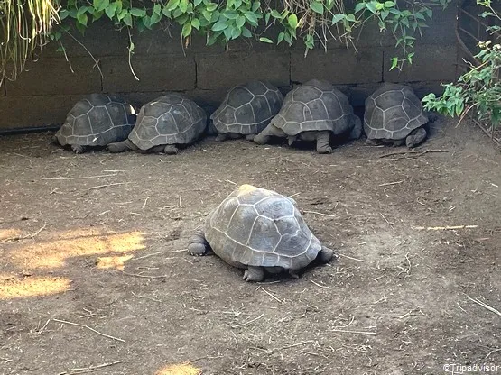 le jardin des tortues