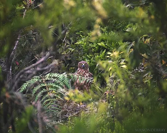 papangue à la Réunion