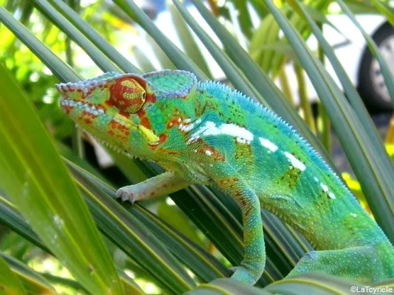 caméléon la réunion