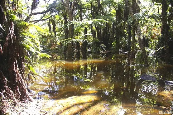 forêt de bélouve