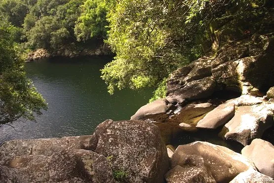 foret dugain la réunion