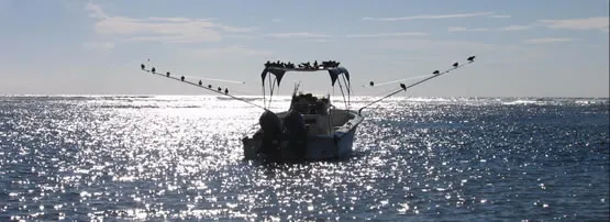 Pêche au gros à Bird Island