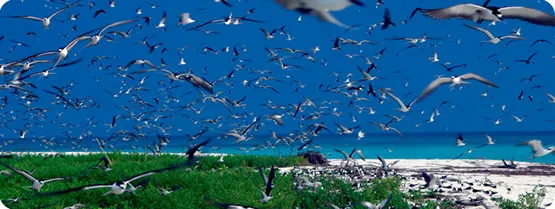 Oiseaux à Bird-Island