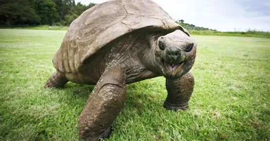 La tortue Esméralda