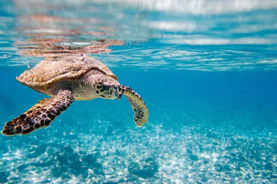 Une Tortue à Praslin aux Seychelles