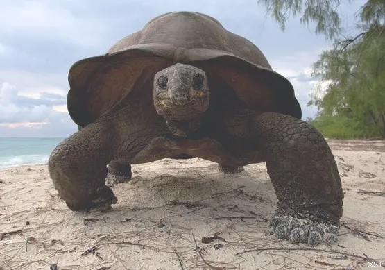 la tortue géante d'Aldabra