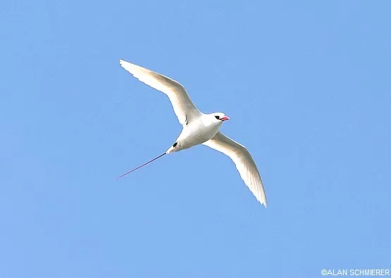 Phaéton à Aldabra